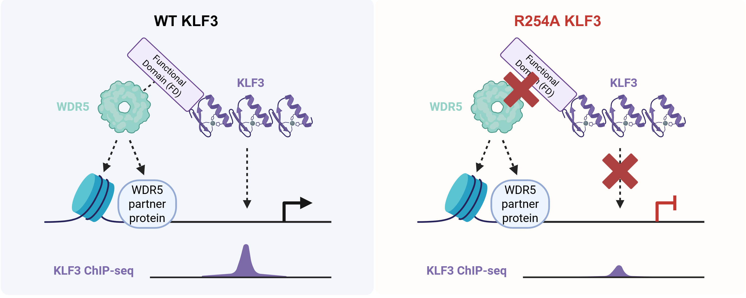WDR5 serves in co-activation and influences genome targeting of KLF3